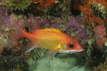 Longjaw Squirrelfish, Grenada<br>December 17, 2015