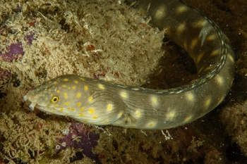 Sharptail Eel, Grenada<br>December 17, 2015