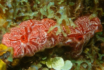 Pink Lumpy Sponge, Grenada<br>December 17, 2015