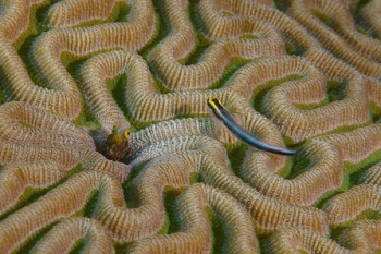 Sailfin Blenny and Sharknose Goby, Grenada<br>December 17, 2015