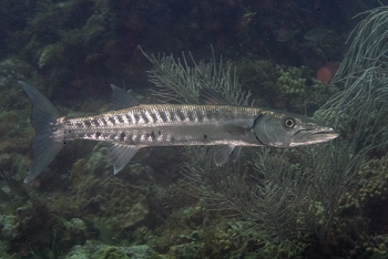 Barracuda, Grenada<br>December 17, 2015