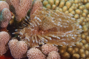 Magnificent Feather Duster, Grenada<br>December 17, 2015