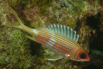 Squirrelfish, Grenada<br>December 17, 2015