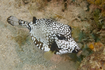 Smooth Trunkfish, Grenada<br>December 17, 2015