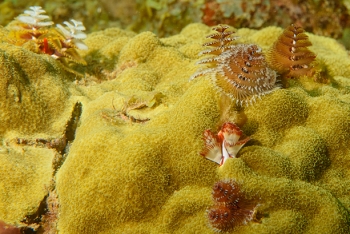 Christmas Tree Worms, Grenada<br>December 17, 2015