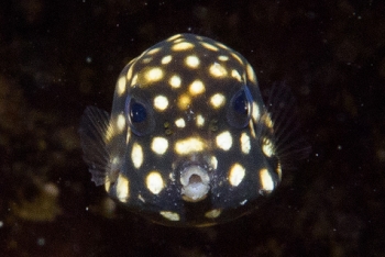 Smooth Trunkfish, Grenada<br>December 17, 2015