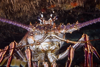 Spiny Caribbean Lobster, Grenada<br>December 17, 2015