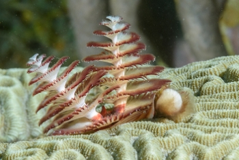 Christmas Tree Worm, Grenada<br>December 17, 2015