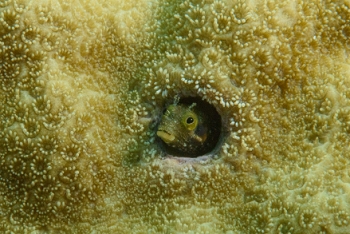 Sailfin Blenny, Grenada<br>December 17, 2015