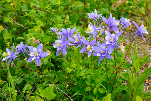 July 4, 2015<br>Wild columbine.  The state flower of Colorado.