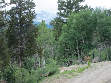 July 8, 2015<br>Deer in the driveway...