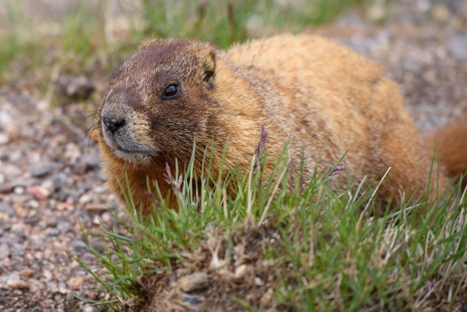 July 9, 2015<br>The Hoary Marmot, AKA Whistlepig.