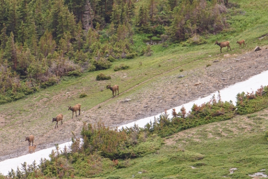 July 9, 2015<br>Some of about 30 elk, see from the visitor center at the top of RMNP.