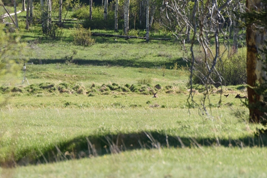 This is for Elizabeth, who saw a herd of elk here.  When we walked over to get a better view, we did not see any, but some are there.<br>June 1, 2016