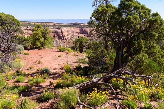 Colorado National Monument<br>June 5, 2016