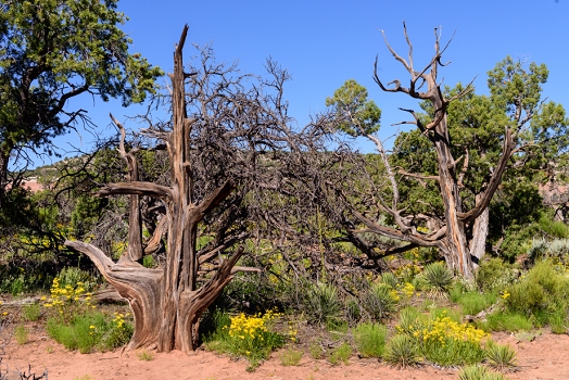 Colorado National Monument<br>June 5, 2016