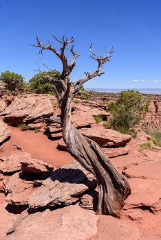 Colorado National Monument<br>June 5, 2016