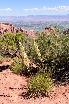 Colorado National Monument<br>June 5, 2016