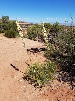 Colorado National Monument (cell phone shot).<br>June 5, 2016