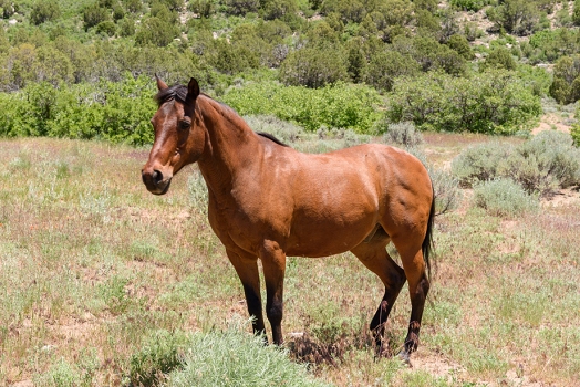 Unaweep Canyon<br>June 5, 2016