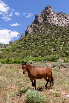 Unaweep Canyon<br>June 5, 2016