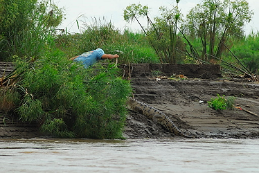 OK, now the croc lunges for the guy, and he scrambles back.