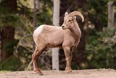 Bighorn sheep, west side of Wolf Creek Pass.<br>April 24, 2017