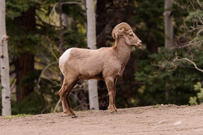 Bighorn sheep, west side of Wolf Creek Pass.<br>April 24, 2017