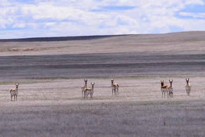 Some antelope in western Nebraska.<br>April 25, 2017