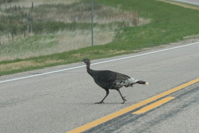 My first wild turkey!  Crossing the road in the Pine Ridge Indian reservation in South Dakota.<br>April 25, 2017