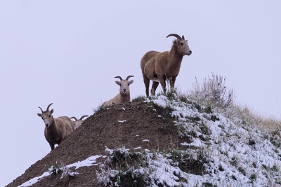 Bighorn sheep in Badlands National Park.<br>April 25, 2017