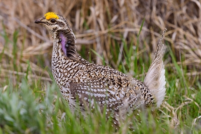 Sharp-tailed Grouse.<br>April 26, 2017