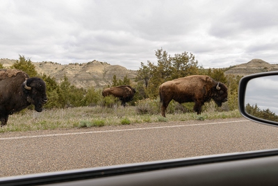Don't speed around corners in this park.  Never know what you'll find on the road, though it's usually bison.<br>April 26, 2017
