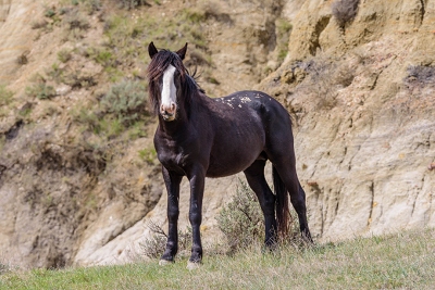 We saw several wild horses in the park, including this one.<br>April 26, 2017