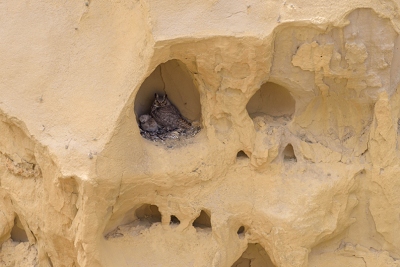 There is a Great Horned Owl with chick in that small hole.  Nests there every year.<br>April 26, 2017