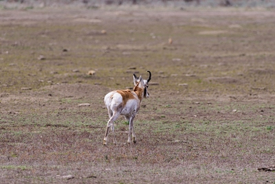 There was one lone antelope near the road in the middle of a very large prarie dog town.  He wasn't happy we stopped and wandered off.<br>April 26, 2017