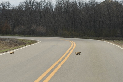 There were at least hundreds of prarie dogs in this one town alone, probably several hundred acres in size.<br>April 26, 2017