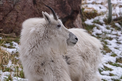 Rocky Mountain goat at Mount Rushmore.<br>April 26, 2017