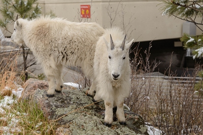 You can see they were right outside the parking garage for Mount Rushmore.<br>April 26, 2017