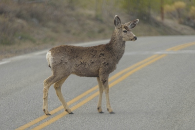 One last deer to dodge on our trip.  This guy in Great Sand Dunes National Park.  We saw dee, antelope, bison, rocky mountain goats, bighorn sheep, wild turkeys, pheasants and that sharptailed grouse on the trip.  Oddly, no elk.<br>April 28, 2017