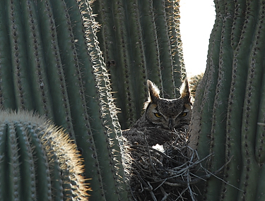 March 5, 2010.  The white spot in front is a baby owl barely visible.