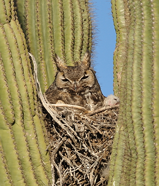 March 12, 2010.  The head of one chick is clearly visible to the right of the mother owl.