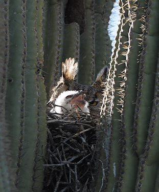 March 16, 2010.  Baby owl with beak open.  Mother owl watching me closely.