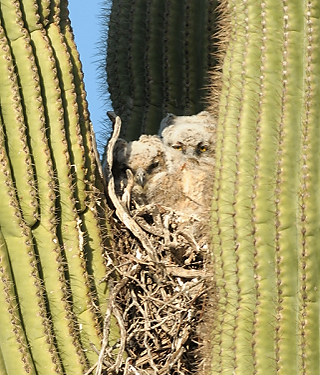 April 1, 2010.  Two owl chicks in the nest.