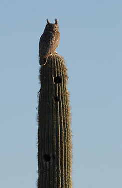 April 1, 2010.  One of the owls watching me in the evening.