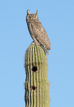 April 7, 2010.  One of the adult owls keeping an eye on me as I try to get closer, and closer...