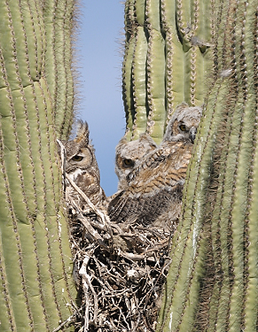 April 11, 2010.  One adult, two baby owls in the nest.  Each keeping one eye on me!