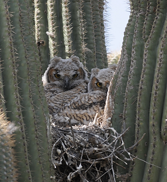 April 18, 2010.  Two owls still in the nest.  Almost ready to fledge.  For the first time today, I saw a third young owl, only because he had already fledged and was hiding in a nearby tree.