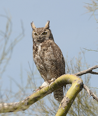 April 18, 2010.   Magnificent bird.  This is one of the best shots of an owl I've ever gotten.