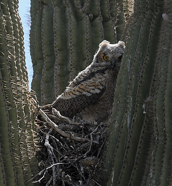 April 18, 2010.  One of the young owls in the nest, backlit by the sun.